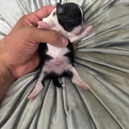 Boy 1 - Black and white male Chihuahua puppy in Davenport, Florida from Clan Cordovathone