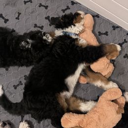 Bernedoodle Puppies from Bern'N Love Doodles