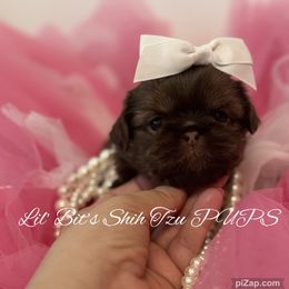 Annie - Chocolate female Shih Tzu puppy in Walkertown, North Carolina from Lil’ Bit’s Shih Tzu