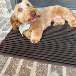 Stan - Dachshund