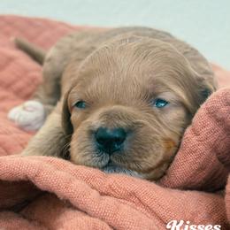 Kisses - Red  female Goldendoodle puppy in Temecula, California from Country Hills Doodles