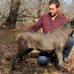 Barbara - Cane Corso
