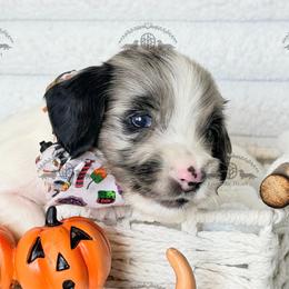 Mr. Green-3800 - Dapple male Dachshund puppy in Sparr, Florida from From the Heart Doxies