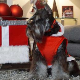 Pike - Miniature Schnauzer