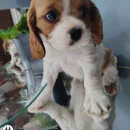 Leo - Blenheim male Cavalier King Charles Spaniel puppy in Phoenix, Arizona from Royal Desert Cavaliers