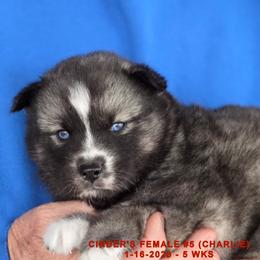 CINDER'S FEMALE 5 - Black and white female Siberian Husky puppy in Manilla, Iowa from Bruck's Siberian Huskies