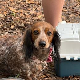 Dachshund puppies from Ryder's Roundup