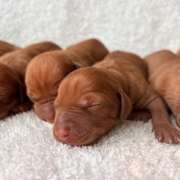 Boy - Golden rust male Vizsla puppy in Dugspur, Virginia from Pilgrims Trails Shorthairs