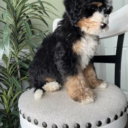 Milo - Tri-color male Bernedoodle puppy in Holtwood, Pennsylvania from Country Ridge Puppies