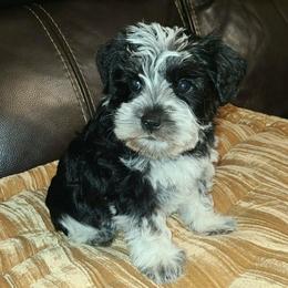 Panda - Parti male Miniature Schnauzer puppy in Graham, Washington from Kristy's French Bulldogs & Mini Schnauzers