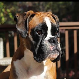 Kinney - Boxer