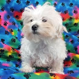 Eligah - White male Maltipoo puppy in Neosho, Missouri from Star Light Pups