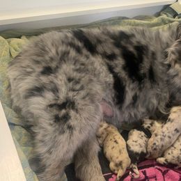 Miniature Australian Shepherds from Fairfax Aussies
