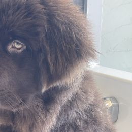 Newfoundlands from Lonepine Newfoundlands