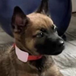 Belgian Malinois from VonSal Kennels