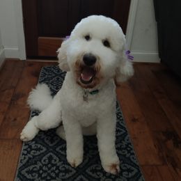 Orla - Goldendoodle