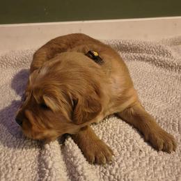 Comet (yellow collar) - Dark golden male Golden Retriever puppy in Tenino, Washington from Oak River Goldens'