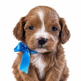 Toffee - Apricot male Cavapoo puppy in Ville Platte, Louisiana from The Barkery