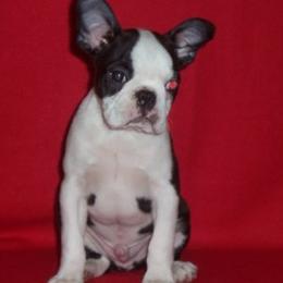 Boston Terriers from Deja-Vu Bostons