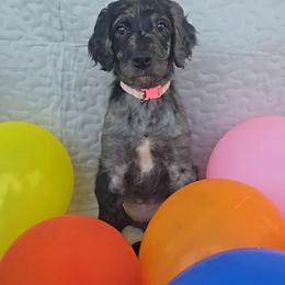 Emma Jean - Merle female Goldendoodle puppy in Benson, North Carolina from Yvonne❤️Goldendoodles