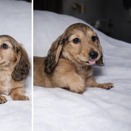 Charlie shaded cream AKC, vet checked, microchipped - Cream male Dachshund puppy in Texarkana, Texas from Millys Pups