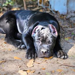 Yellow boy - Black male Cane Corso puppy in Ocala, Florida from Worldwide Kennels