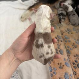 Archie - Red merle male Miniature American Shepherd puppy in Groesbeck, Texas from Epic Miniature American Shepherds