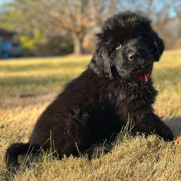 Newfoundland Puppies from Majestic Gentle Giants
