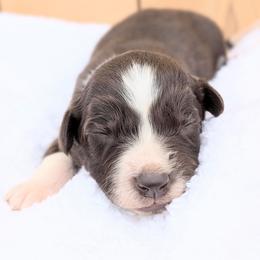 Tan collar -Birdie - Brown and white female Aussiedoodle puppy in Coulee City, Washington from Mr and Mrs Doodle Farm