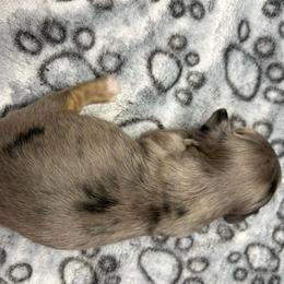 Kallias - Black and tan male Dachshund puppy in Park Hills, Missouri from Ozark Miniature Dachshunds