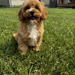 Aussiedoodle, Cavapoo, and Poodle Puppies from Perkins Pups