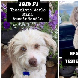 River - Aussiedoodle