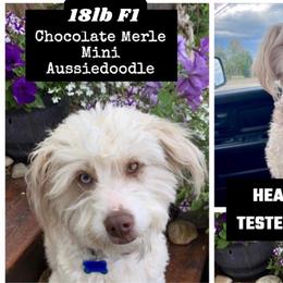 River - Aussiedoodle