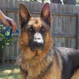 German Shepherds from Von Arc German Shepherds