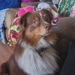 Ruger - Australian Shepherd