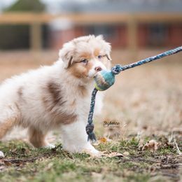 Australian Shepherd Puppies from Skyborne Australian Shepherds