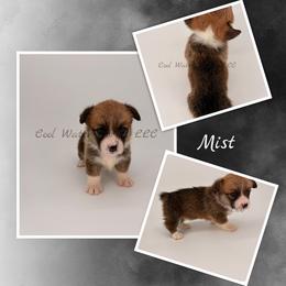 Mist - Red female Pembroke Welsh Corgi puppy in Kiowa, Colorado from Cool Water Corgis LLC
