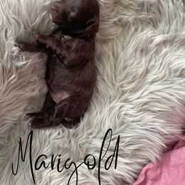 Bernedoodle and Poodle Puppies from Salty Standards