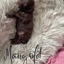 Bernedoodle and Poodle Puppies from Salty Standards