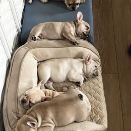 French Bulldog Puppies from The Midwest Frenchies