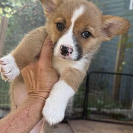 Girl 3 - Sable female Pembroke Welsh Corgi puppy in Ridgeland, South Carolina from FOF Lowcountry Corgis