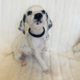 Miss Black - White and black female Dalmatian puppy in Chehalis, Washington from Dalmatian Vacation