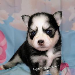 Brie - 2100 - Black and white female Pomsky puppy in Spring Hill, Florida from www.PuppyTimeEmporium.com