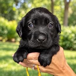 Faith - Black female Labrador Retriever puppy in Baldwin City, Kansas from Hedge Lane Labradors