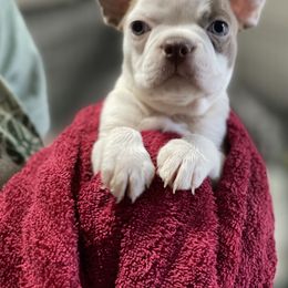 Boston Terrier Puppies from Bonze Boston Terriers