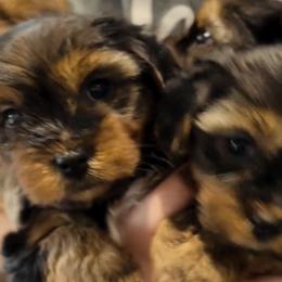 Yorkshire Terriers from Majic multi pups