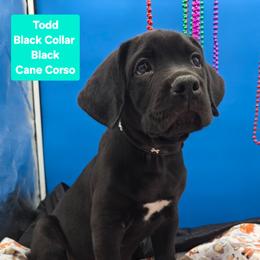 Todd - Black male Cane Corso puppy in Princeton, Minnesota from God Of War Cane Corso