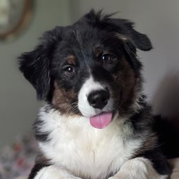 Australian Shepherd puppies from Hartzland Farm Australian Shepherds
