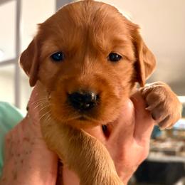 Joy - Dark golden female Golden Retriever puppy in Chico, California from Glenmac Goldens