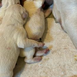 Mille Laca - Yellow female Labrador Retriever puppy in Isanti, Minnesota from Four Corners Family Labs